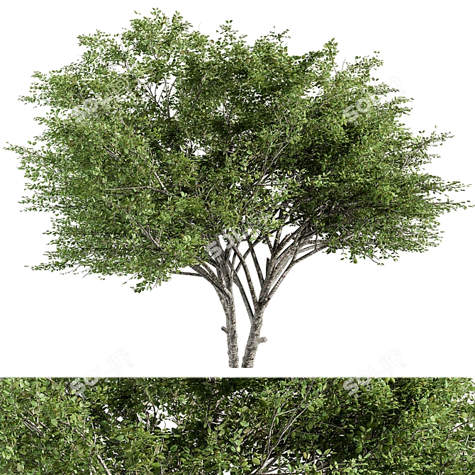 Citrus Bliss Tree Set 171 3D model image 1