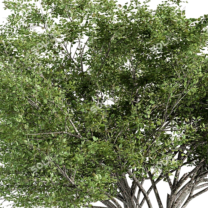 Citrus Bliss Tree Set 171 3D model image 2