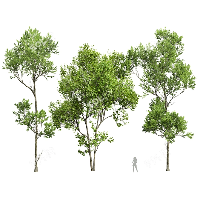 Spring Trees 3D Models Bundle 3D model image 1