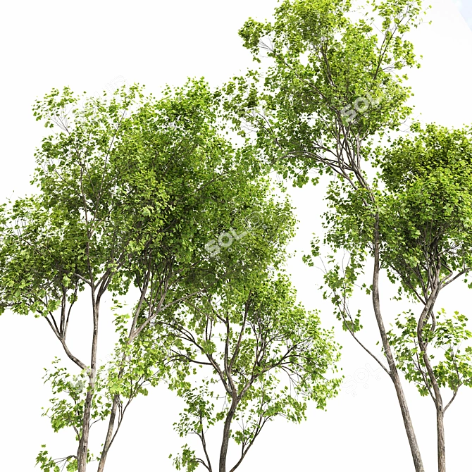 Spring Trees 3D Models Bundle 3D model image 5