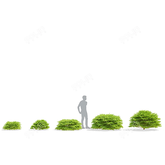 Picea Abies Tree Collection | 3D Models 3D model image 4