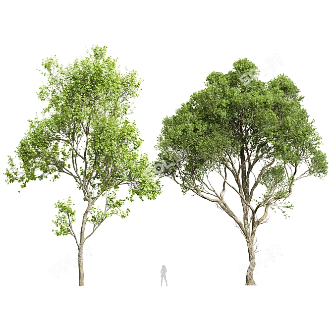 Dual Summer Tree 3D Models 3D model image 1