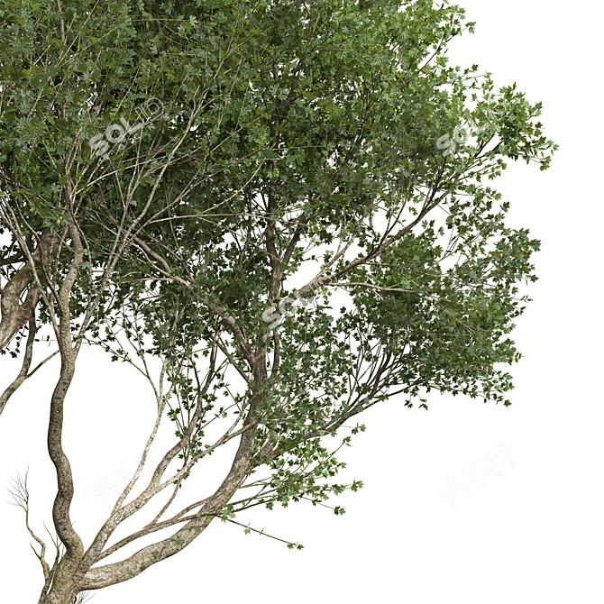 Dual Summer Tree 3D Models 3D model image 2