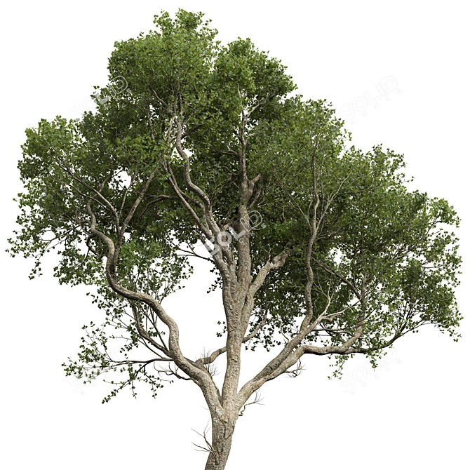 Dual Summer Tree 3D Models 3D model image 5