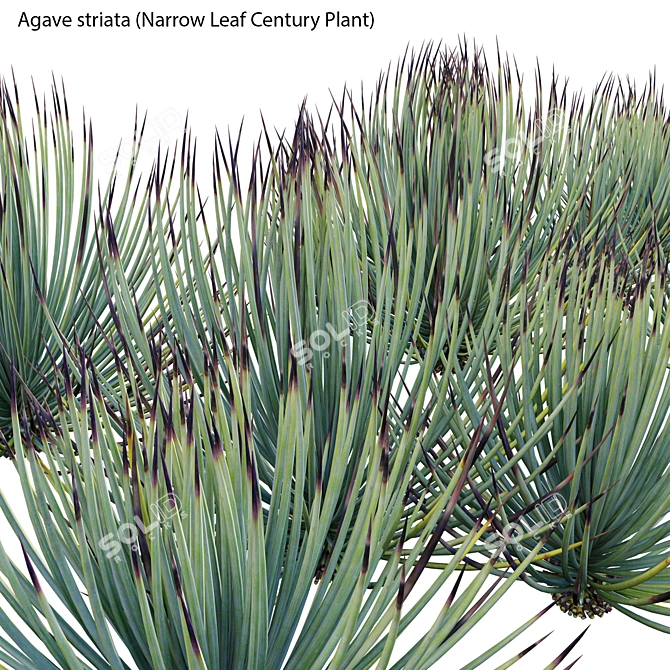 Versatile 3D Agave Plant Models 3D model image 2