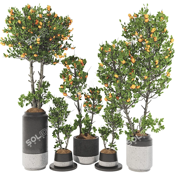 Tangerine Tree Pot Collection 110 3D model image 1
