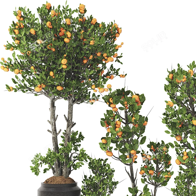 Tangerine Tree Pot Collection 110 3D model image 2