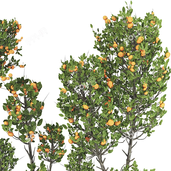 Tangerine Tree Pot Collection 110 3D model image 3