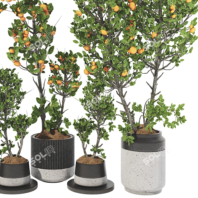 Tangerine Tree Pot Collection 110 3D model image 4