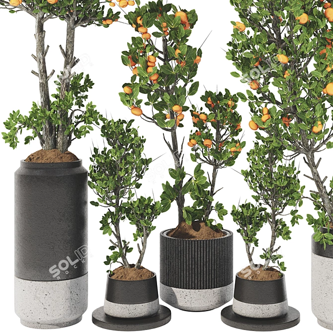 Tangerine Tree Pot Collection 110 3D model image 5