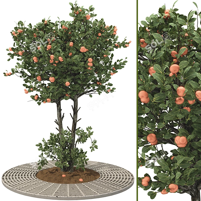 Tangerine Tree 3D Model Collection 3D model image 1