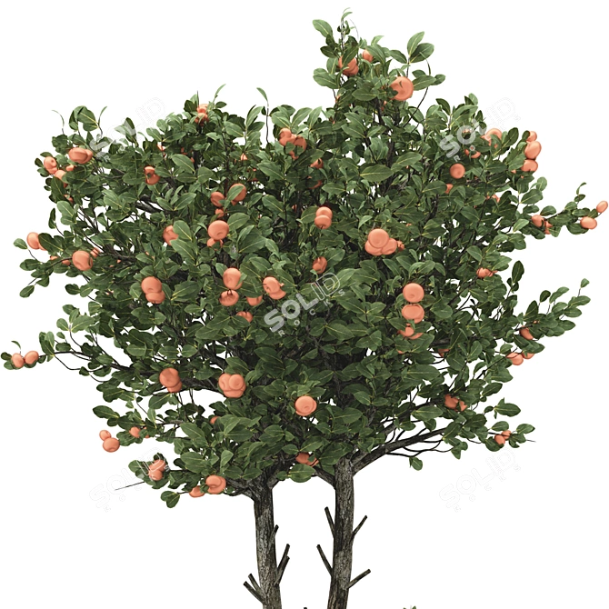 Tangerine Tree 3D Model Collection 3D model image 2
