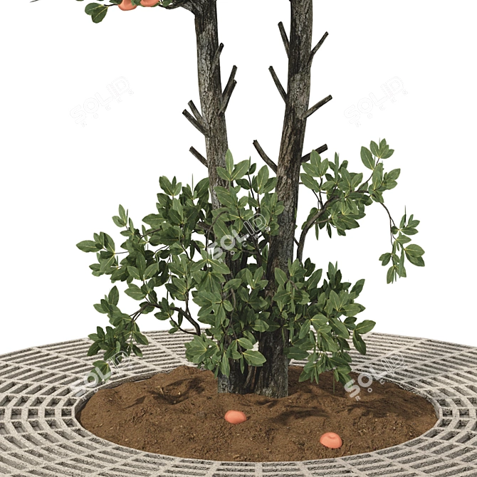 Tangerine Tree 3D Model Collection 3D model image 4