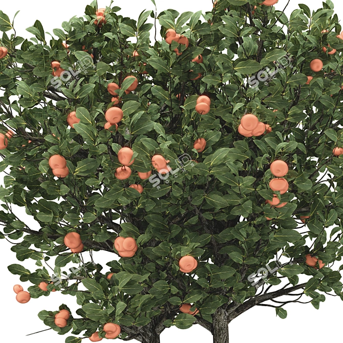 Tangerine Tree 3D Model Collection 3D model image 5