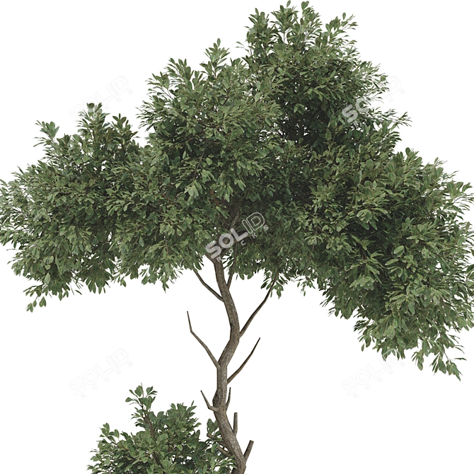 Urban Garden Bench Tree Collection 3D model image 6