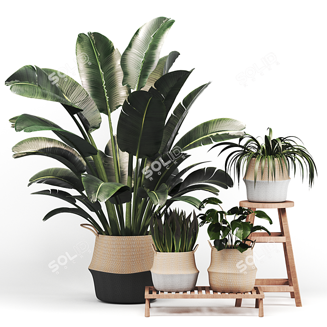 Indoor Foliage Set | Realistic Texture 3D model image 1