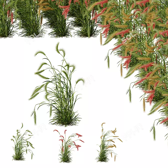 Foxtail Barley HQ Plants Pack 3D model image 1