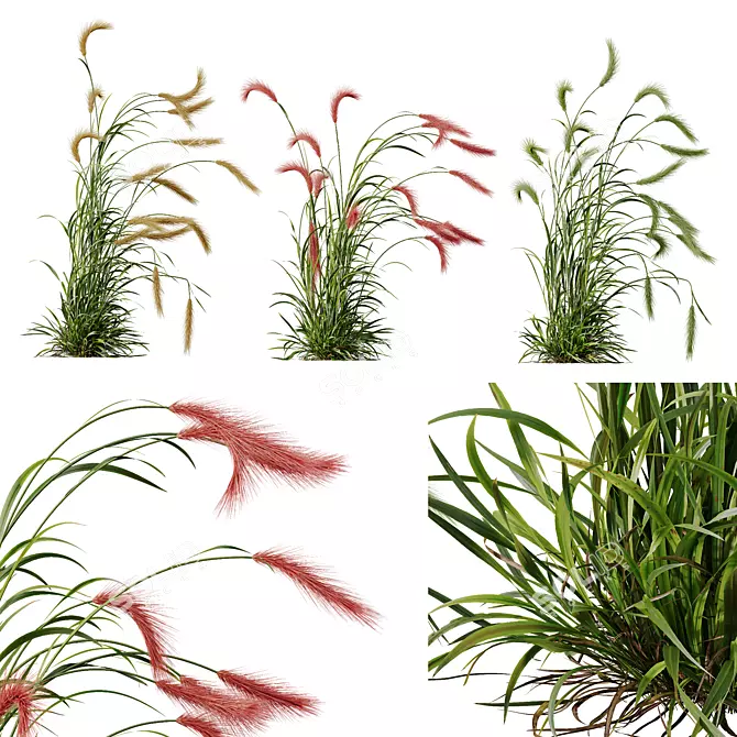 Foxtail Barley HQ Plants Pack 3D model image 2