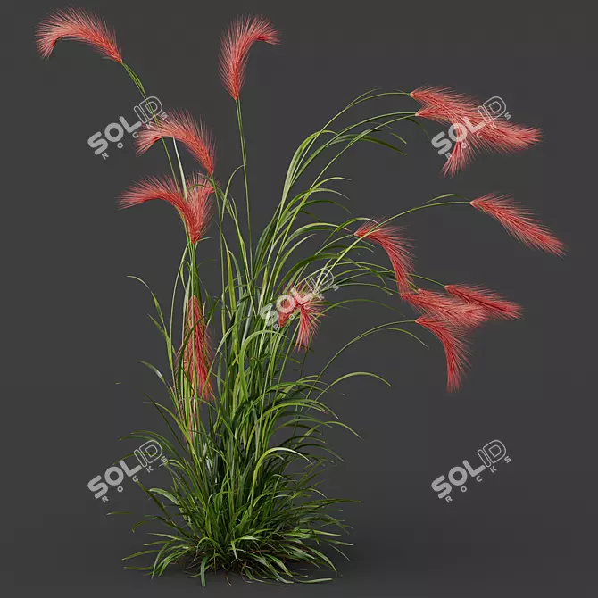 Foxtail Barley HQ Plants Pack 3D model image 3