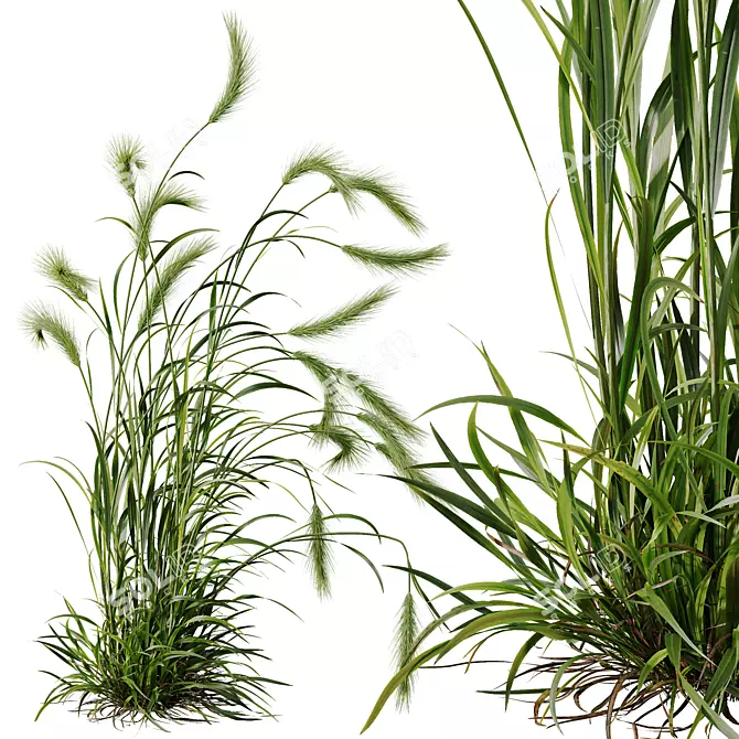 Foxtail Barley HQ Plants Pack 3D model image 4