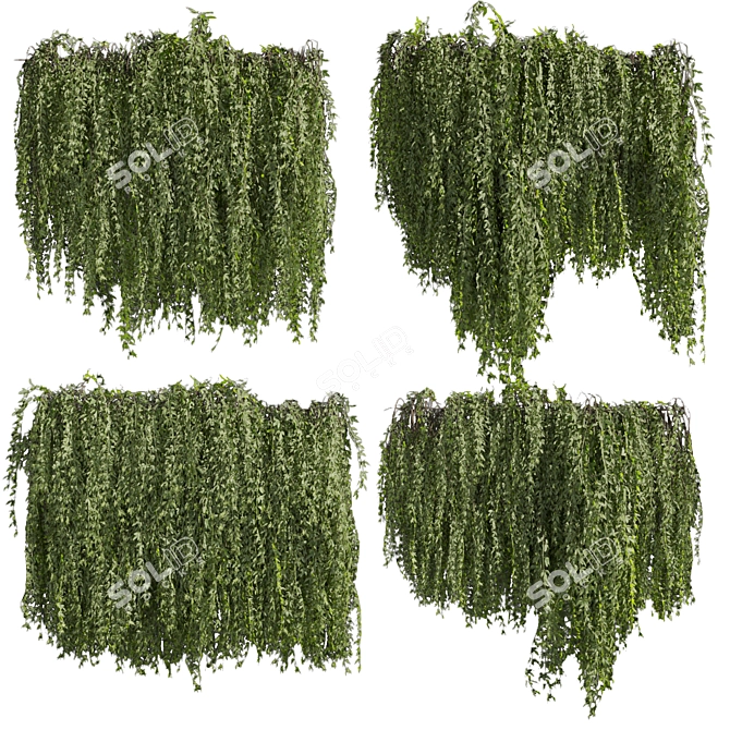 Premium Ivy Plant Collection - 3D Model 3D model image 1