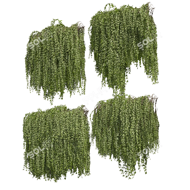Premium Ivy Plant Collection - 3D Model 3D model image 4