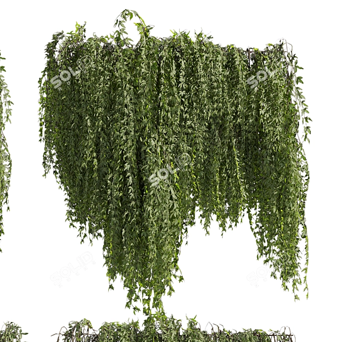Premium Ivy Plant Collection - 3D Model 3D model image 5