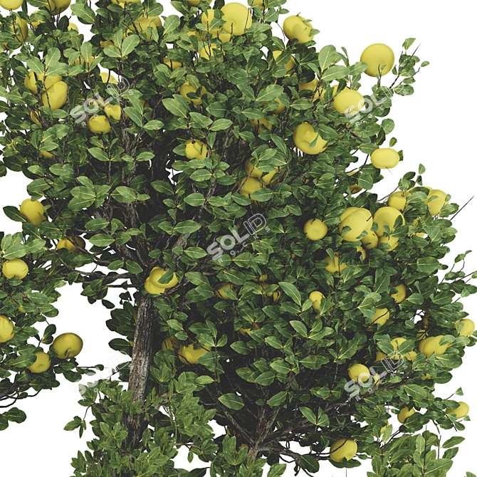 Fruitful Apple Tree Collection 115 3D model image 4