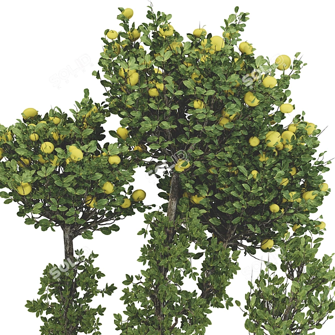 Fruitful Apple Tree Collection 115 3D model image 6