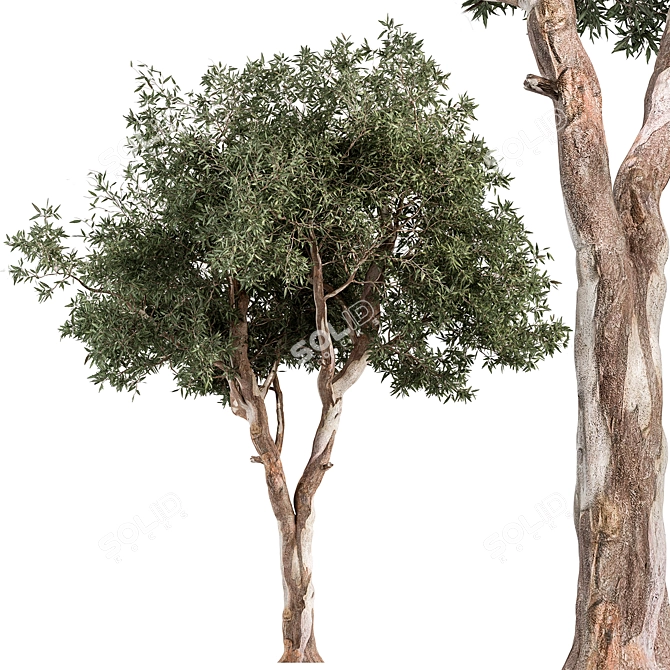 Crimson Eucalyptus Tree Collection 3D model image 1