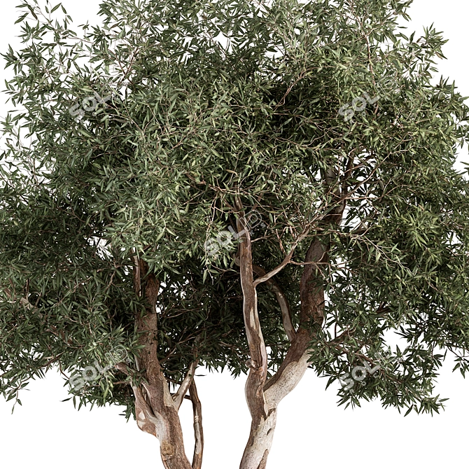 Crimson Eucalyptus Tree Collection 3D model image 3