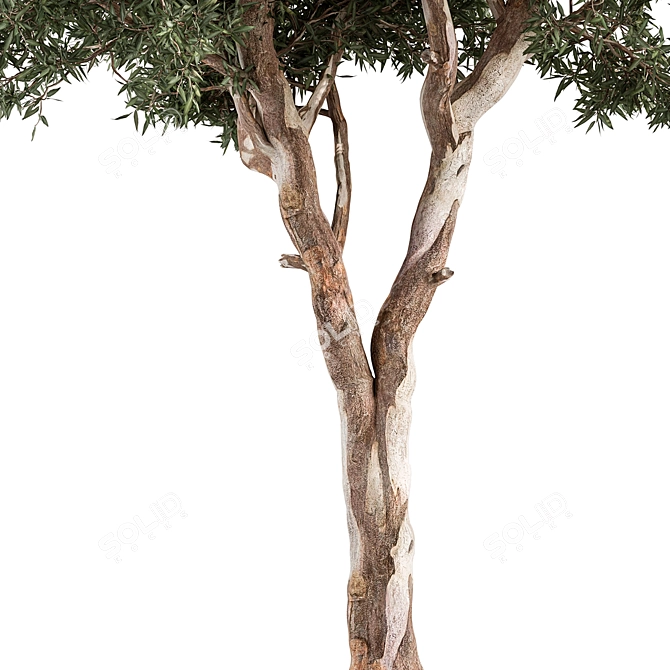 Crimson Eucalyptus Tree Collection 3D model image 4