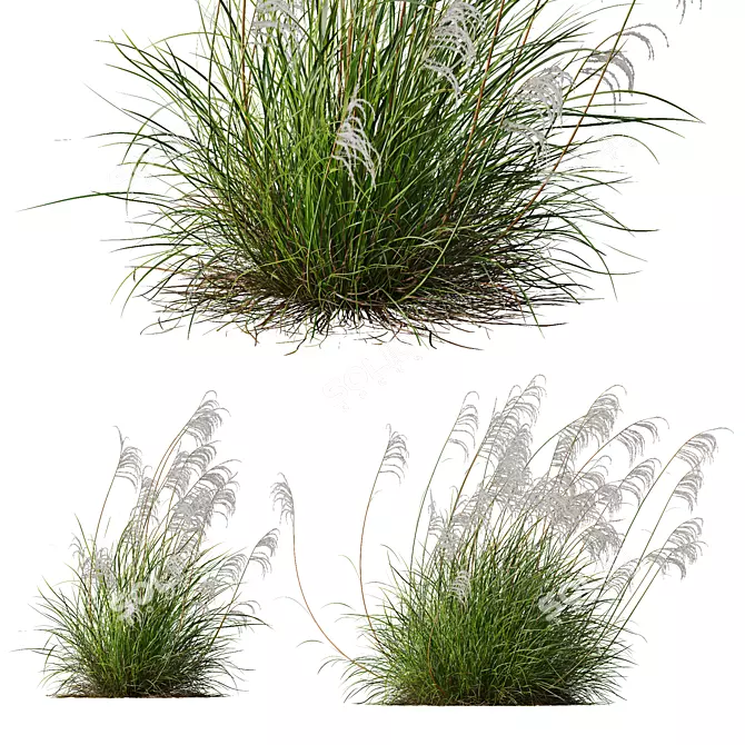 Ornamental Grass 3D Models Kit 3D model image 1