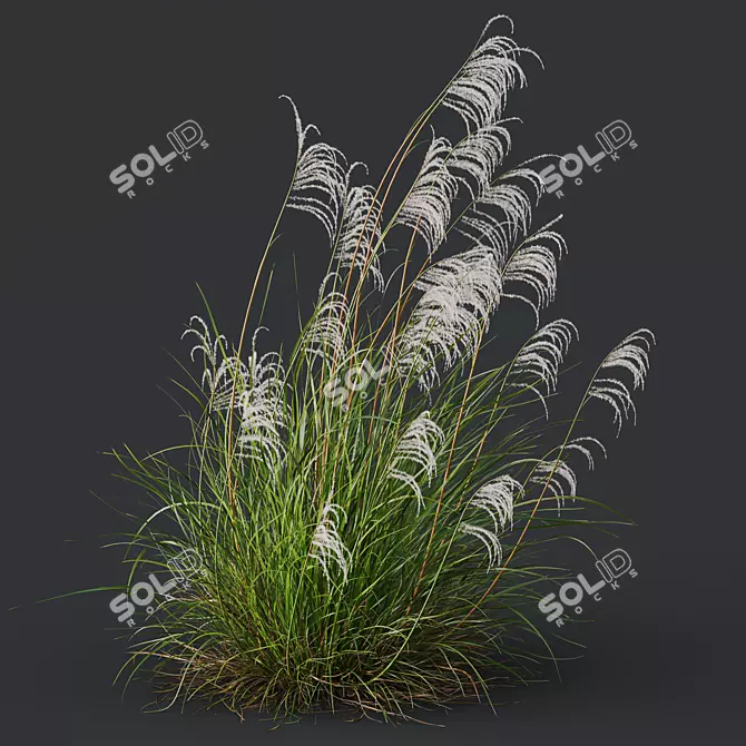 Ornamental Grass 3D Models Kit 3D model image 2