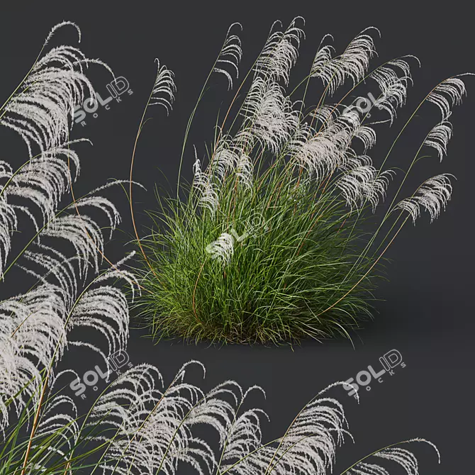 Ornamental Grass 3D Models Kit 3D model image 4