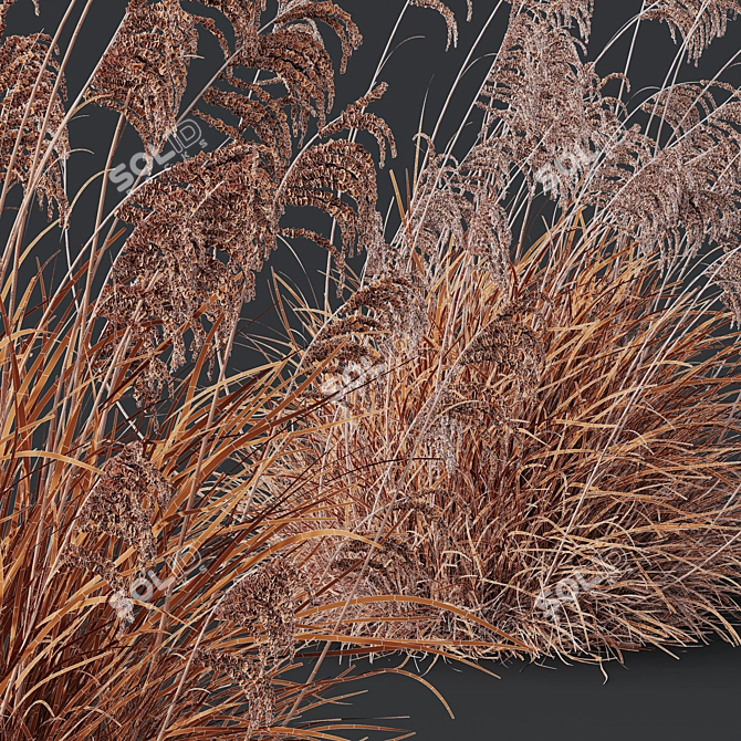 Ornamental Grass 3D Models Kit 3D model image 5