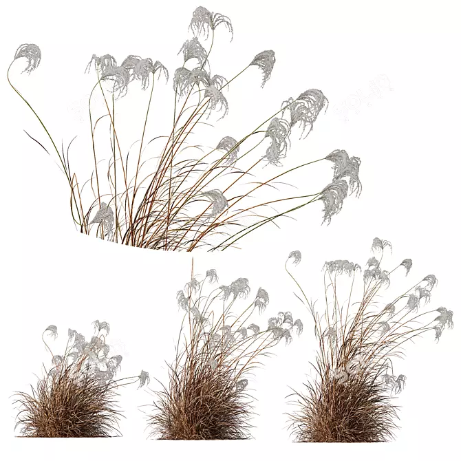 Ornamental Miscanthus Grass 3D Models 3D model image 1