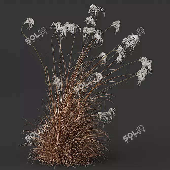 Ornamental Miscanthus Grass 3D Models 3D model image 2