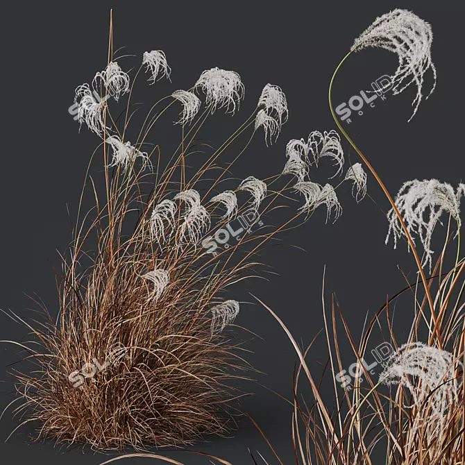 Ornamental Miscanthus Grass 3D Models 3D model image 3