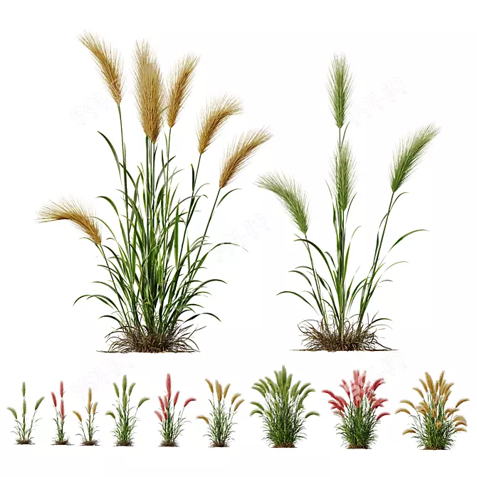 Foxtail Barley HQ Ornamental Plant 3D model image 1