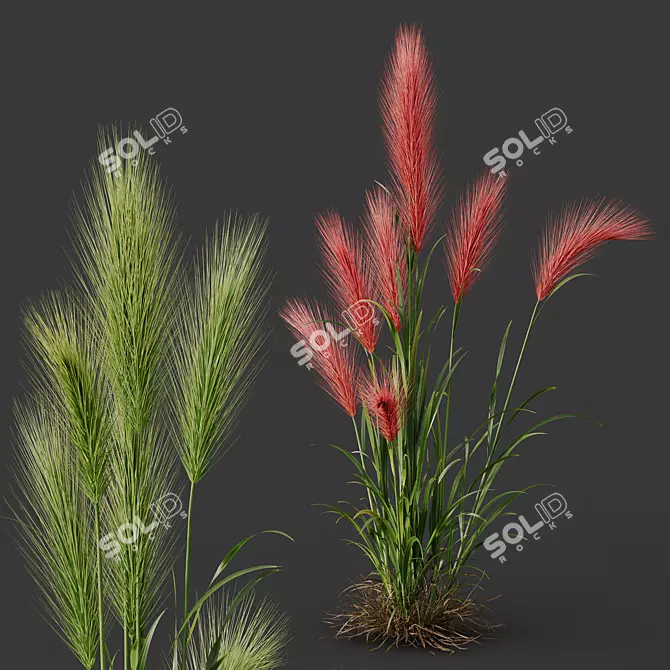 Foxtail Barley HQ Ornamental Plant 3D model image 2