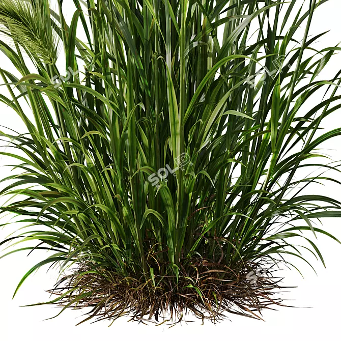 Foxtail Barley HQ Ornamental Plant 3D model image 3