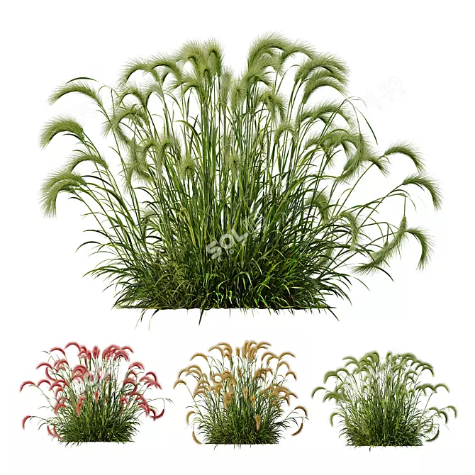 Foxtail Barley 3D Models Bundle 3D model image 1