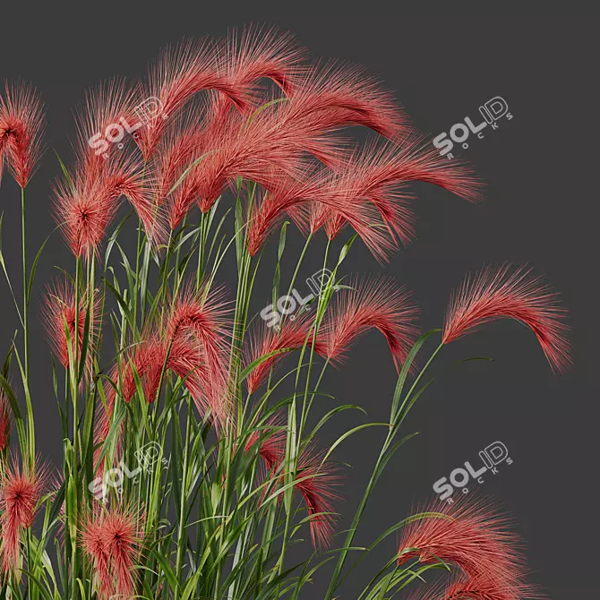 Foxtail Barley 3D Models Bundle 3D model image 3