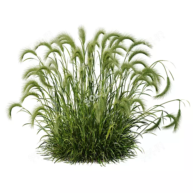 Foxtail Barley 3D Models Bundle 3D model image 4