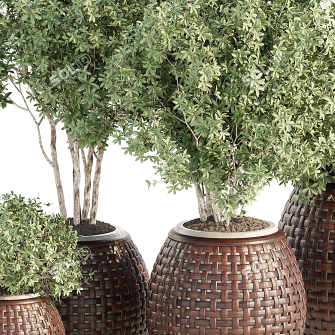 Premium Outdoor Plants Collection Vol 203 3D model image 3