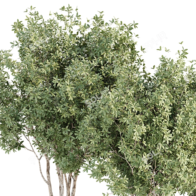 Premium Outdoor Plants Collection Vol 203 3D model image 4