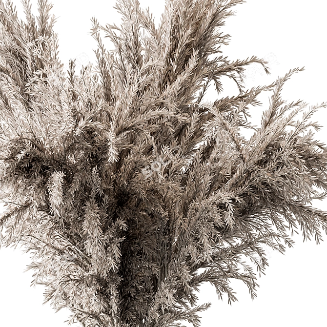  Pampas Dry Plants Bundle 3D model image 2