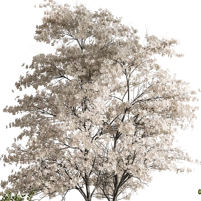 Title: Flower Tree Outdoor Plants 3D model image 3