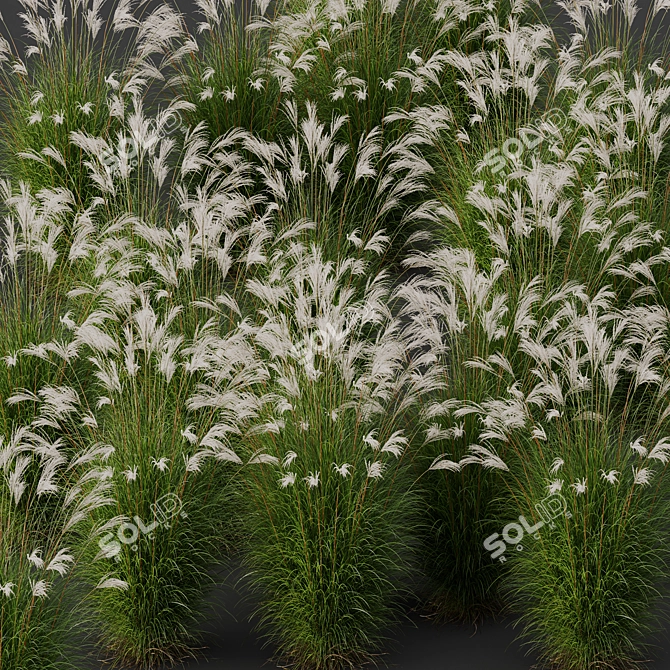 Elegant Miscanthus Grass 3D Model 3D model image 3